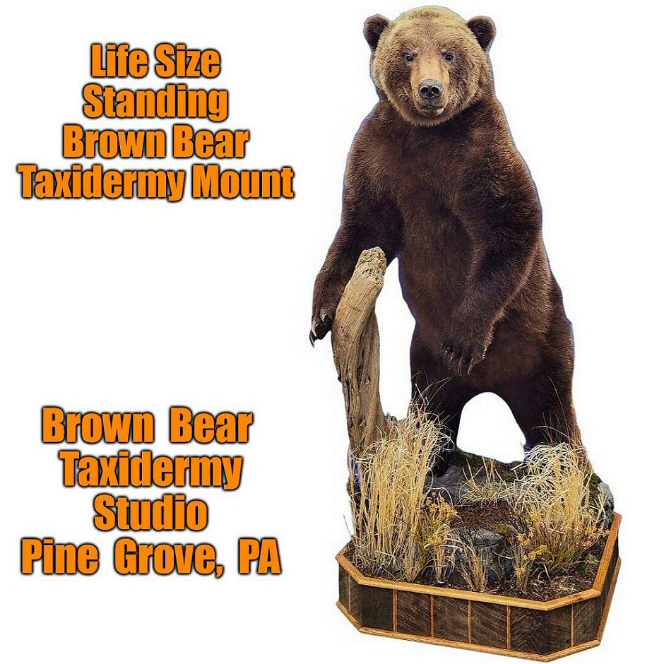 Life Size Bear Taxidermy Mounts PA Brown Bear Taxidermy Studio Pine Grove PA 